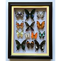 蝶標本　海外　額装 Yahoo!オークション - 希少 蝶 標本 外国 海外 ドイツ箱 蝶々