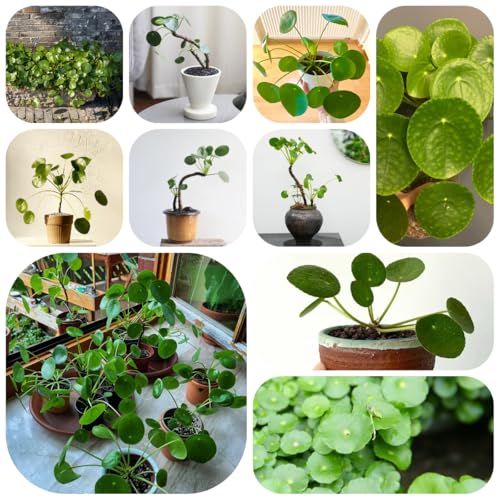 semi di pilea vasi per piante pianta in vaso decorazione del balcone piante d'appartamento esotiche resistenti all'esterno pilea peperomioides resistenti in vaso pianta perenne 500pcs