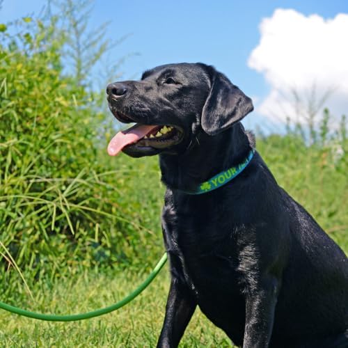 Miniatura 5 de Personalizada de Premium cierre collar de perro con metaldisponible 20colores + 4Tamaños