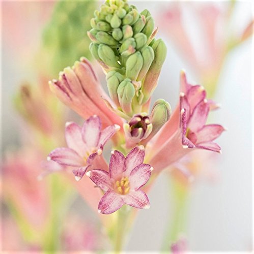 Easy to Grow Tuberose 'Cinderella' Plant Bulbs (3 Pack) - Fragrant Pink Single Flowering Blooms in Summer Gardens