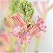 LAVENDER PINK Tuberose Cinderella, Single Form - Luscious Fragrance!