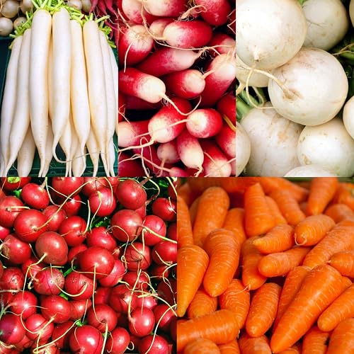 CarpetC 840pcs Mixed Radish Seeds for Planting, Raphanus sativus Variety Pack, Pink, Red, White,Non-GMO Heirloom Vegetable for Home Gardens, Containers and Crops