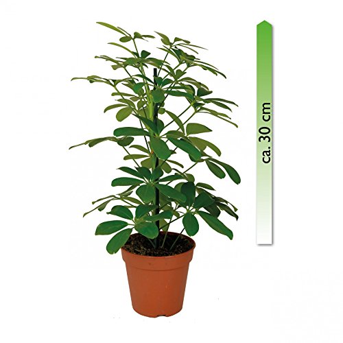 mgc24, Pflanzenservice Schefflera arboricola, Nora, im 12er Topf, Strahlenaralie Cover