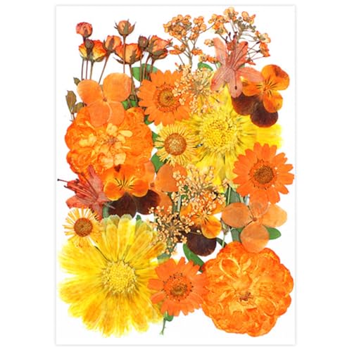 30 Flores Naranjas Secas Prensadas para Manualidades miniatura 1
