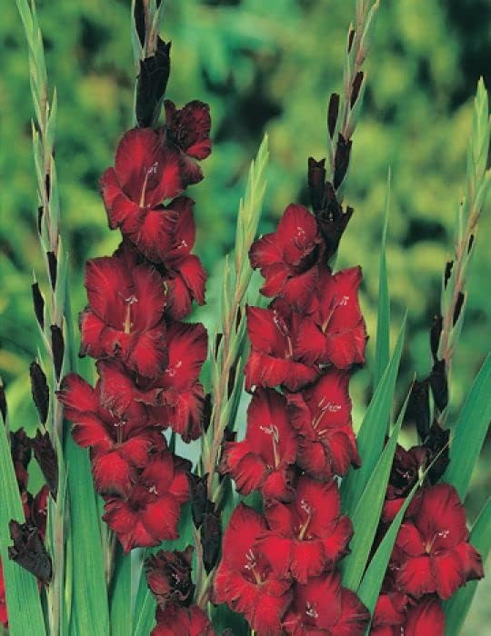 Black Gladiolus Bulbs for Planting Outdoors 5 Gladiolus Flower Bulbs Gladiolas