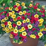 GARDENS 2000 + Mixed Petunias Seeds for Planting Non-GMO Flower Seeds for Home Garden Decor
