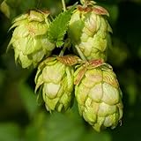 KVITER 150 Hops Seeds for Planting (Humulus Lupulus) – European Beer Hops, Common Hop Climbing Perennial...