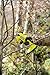 Ryobi RY18SCA-0 18V ONE+ Cordless Secateurs (Bare Tool), Black