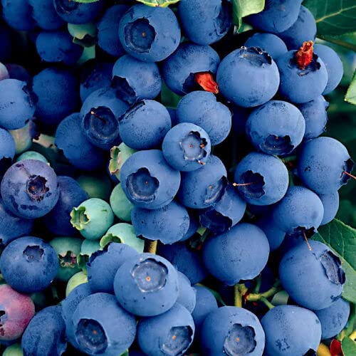 Blueberry Tree Seeds New Jersey Southern Highbush Cold Hardy Garden Fruit Plant 50 Seed #TOP11
