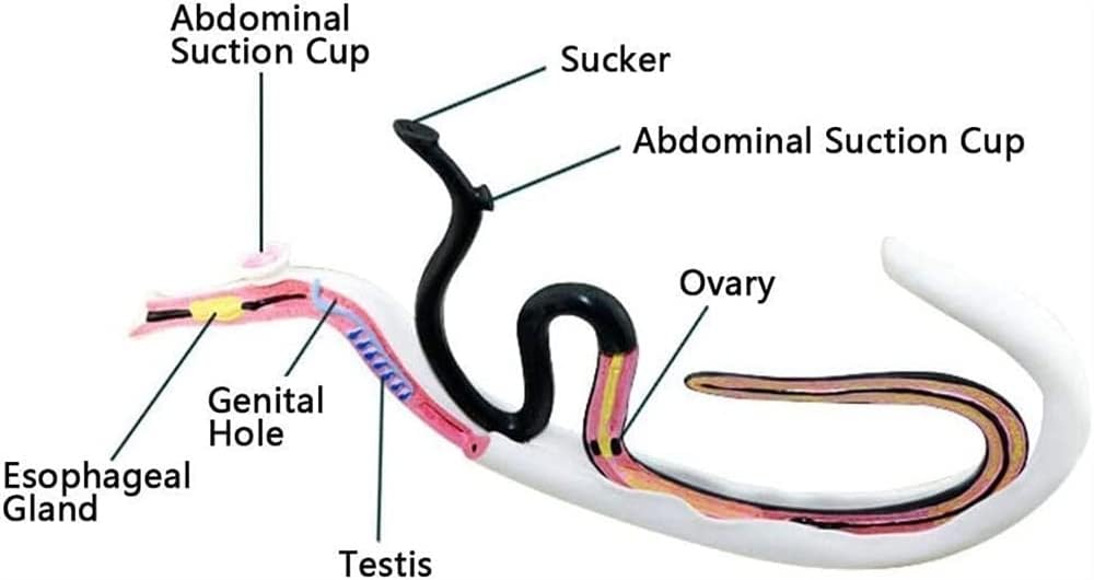 Anatomy Schistosomiasis Model, Biology,PVC Material Special Animal Anatomical -for Medical Educational Training Aid Teaching Aids
