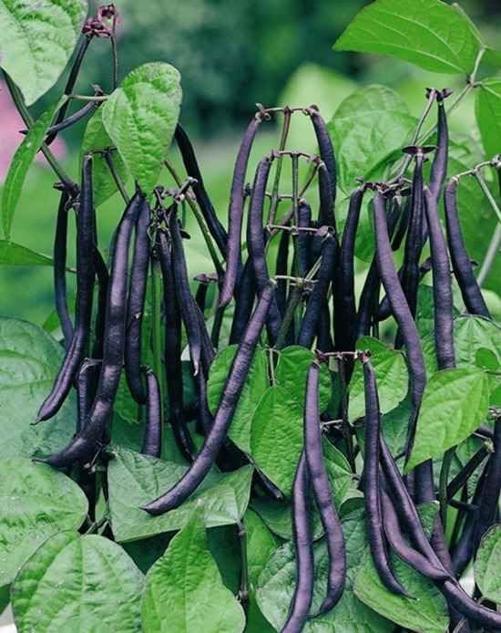 Oakwood Farms beans vegetable seeds | vegetable Seeds | black beans Seed For Farming your Home & Garden planting Pack of 60 to 80 seeds (B0CM5XCXRH) Amazon Price History, Amazon Price Tracker