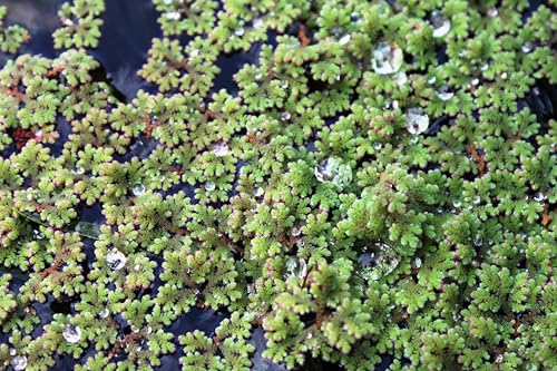 WASSERPFLANZEN WOLFF - Feenmoos/Karolina-Algenfarn | Der...