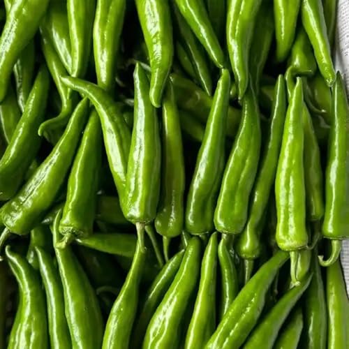 semi di peperoncino, semi di peperoncino, semi di piante piante d'appartamento Capsicum annuum, per gli amanti del giardino verdure invernali, piante rustiche per l'orto regali 20pcs