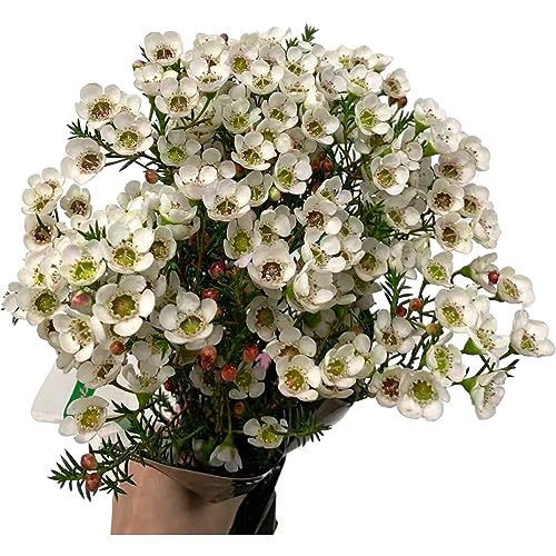Fresh White Wax Flower hydroponic gift set