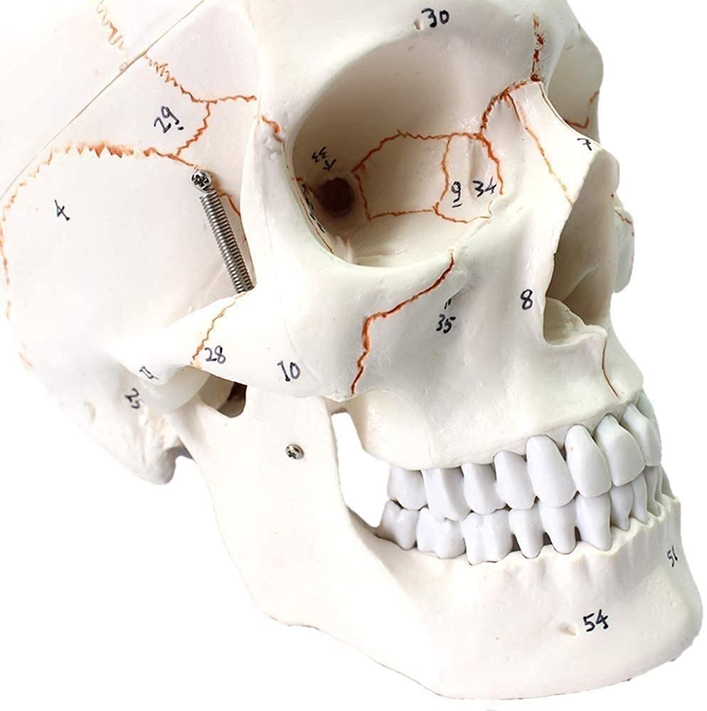 Model nauczania, naukowy zestaw modeli anatomii człowieka Logo czaszki czaszki Cyfrowy standardowy model medyczny model szkieletu ludzkiej czaszki Anatomia biologii