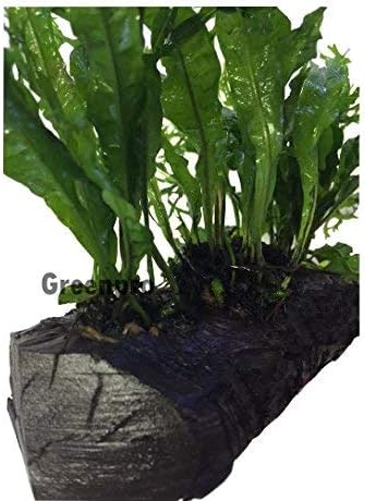 Microsorum Pteropus"Windelov" Java Fern Lace Live Aquarium Plant on Driftwood for Freshwater Aquatic Fish Tank by greenpro
