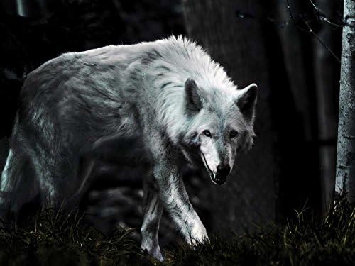 Amazon Com Dark Wolf Art Print On Canvas 60x80 Cm Unframed Posters Prints
