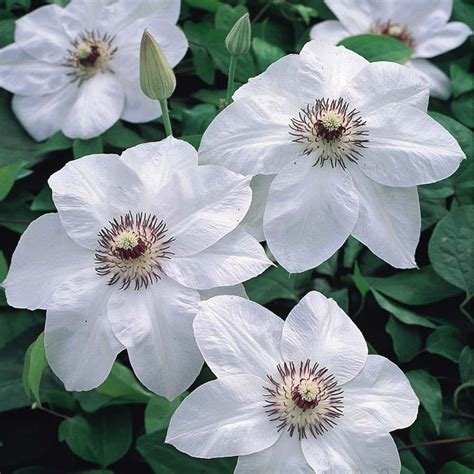 Miss Bateman Clematis Vine — Pure White — 2.5' Pot