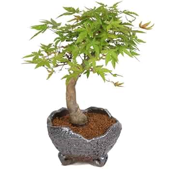 モミジ 盆栽 粘り良し 51AFchWZ0jL._UF350,350_QL50_.jpg