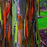 Rainbow Eucalyptus Tree Seeds for Planting Outdoors, 1000+ Seeds Bulk Rainbow Eucalyptus Deglupta...