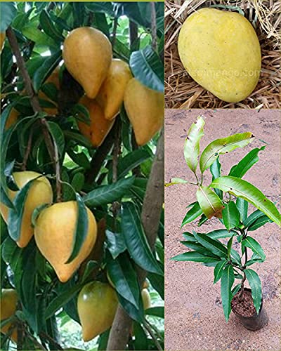 Dwarf Rare Malgova Mulgoba Mango Fruit Tree Live Plant : Amazon.in