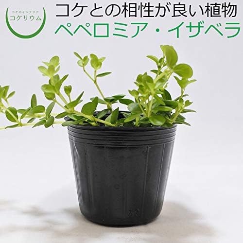 Amazon コケのインテリア コケリウム テラリウム 山野草 苔盆栽 苔玉 ペペロミア イザベラ 観葉植物 オンライン通販