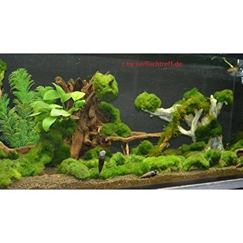 Preisvergleich Produktbild Unterwasserrasen, Unterwassergras, Algenkiller, Sauerstoffproduzent und Teichpflanze in einem