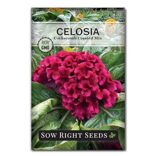 Sow Right Seeds - Cockscomb Crested Mix Celosia Seeds for Planting - Non-GMO Heirloom - Vibrant Easy to Grow Garden Blooms - Ideal for Borders and Beds - Annual Indoor or Outdoor Flowering Plants (1)