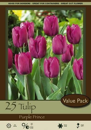 Purple Prince 25pk
