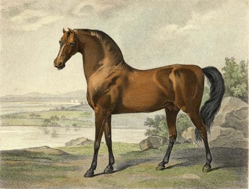Affiche Décorative Graffiti de George Stubbs Poster Warren Hastings Arabian 60x90cm