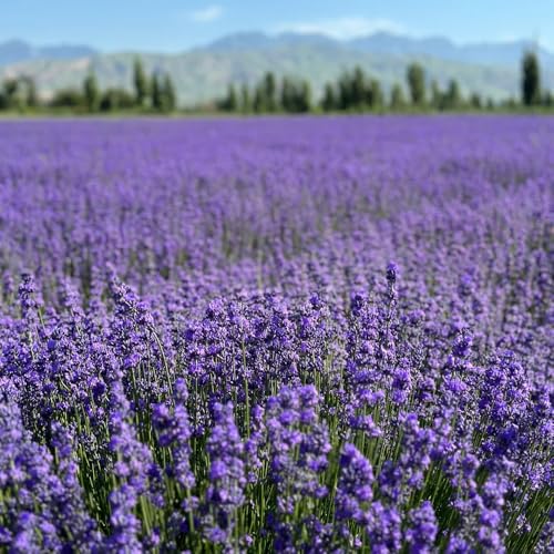 semi di lavanda - lavanda da balcone di perenni biologici, perenne resistente tappezzante, giardino 500pcs