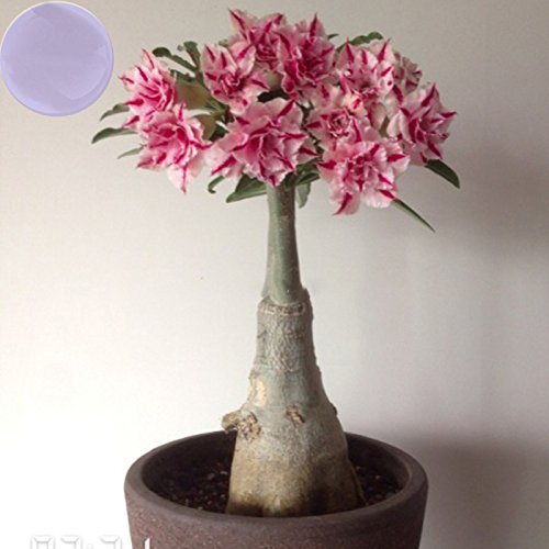 YoYoBoo 2016 New Pink with Red Stripe 'Feng Wu' Double Adenium Desert Rose