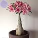YoYoBoo 2016 New Pink With Red Stripe 'Feng Wu' Double Adenium Desert Rose
