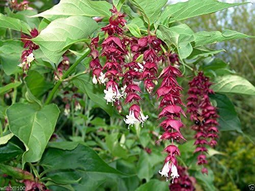 Miniatura 3 de Leycesteria formosa Semillas - Madreselva del Himalaya, nuez moscada floreciente, Shub tropical (300 semillas)