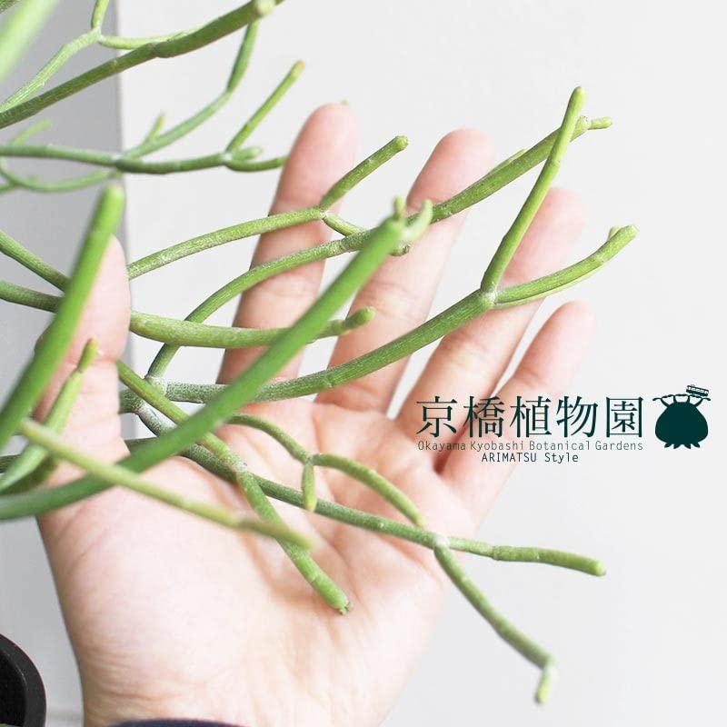 Amazon｜ミルクブッシュ(青珊瑚) 5号（黒鉢）【サンゴみたいな植物