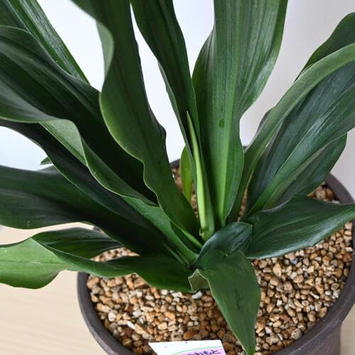 Amazon｜青葉万年青陶器鉢植えおもと観葉植物 青葉万年青宝船万年青