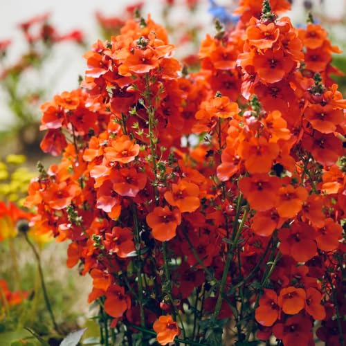 Elfensporn, garten Diascia barberae, balkongewächshäuser seltene wildblumensamen balkonpflanzen blumenwiese herbstaussaat 50Samen