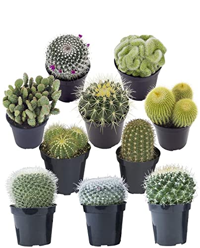 Cactus Naturales DECOALIVE Set de 10 Unidades Diferentes