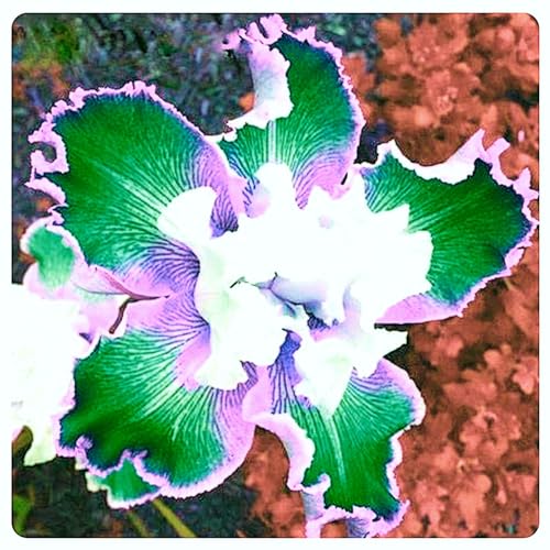 Iris Mix Golden Jade Carving Feels Perfect UK Now Perennial 