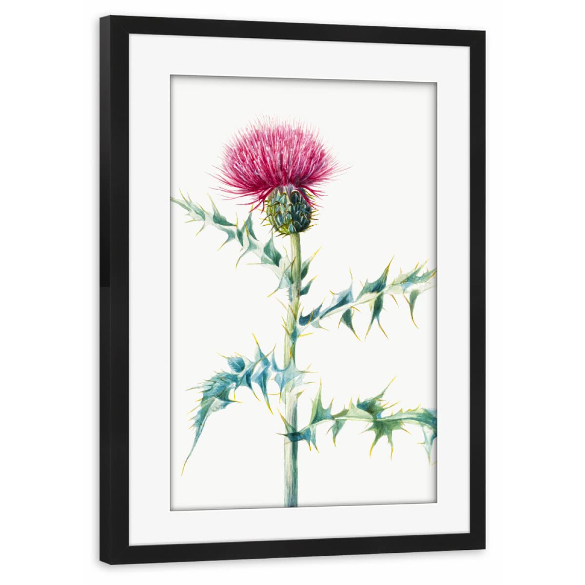 artboxONE Poster mit Rahmen schwarz 30x20 cm Distel von Mango Art - gerahmtes Poster