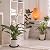 30 Pack Plastic Plant Saucer Round Drip Trays Black Flower Pot Saucers Thick Plant Dish Sturdy Water Tray Heavy Drainage Potted Container for Indoor Outdoor Garden
