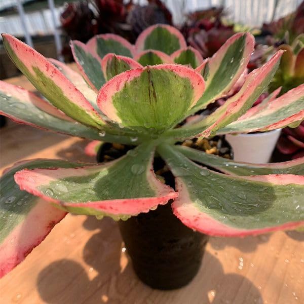 75#多肉植物アエオニウム錦❤️ヨンジャ錦❤️傾城錦❤️1大頭8cm拔き苗 75#多肉植物アエオニウム錦❤️ヨンジャ錦❤️傾城錦❤️1大頭8cm拔