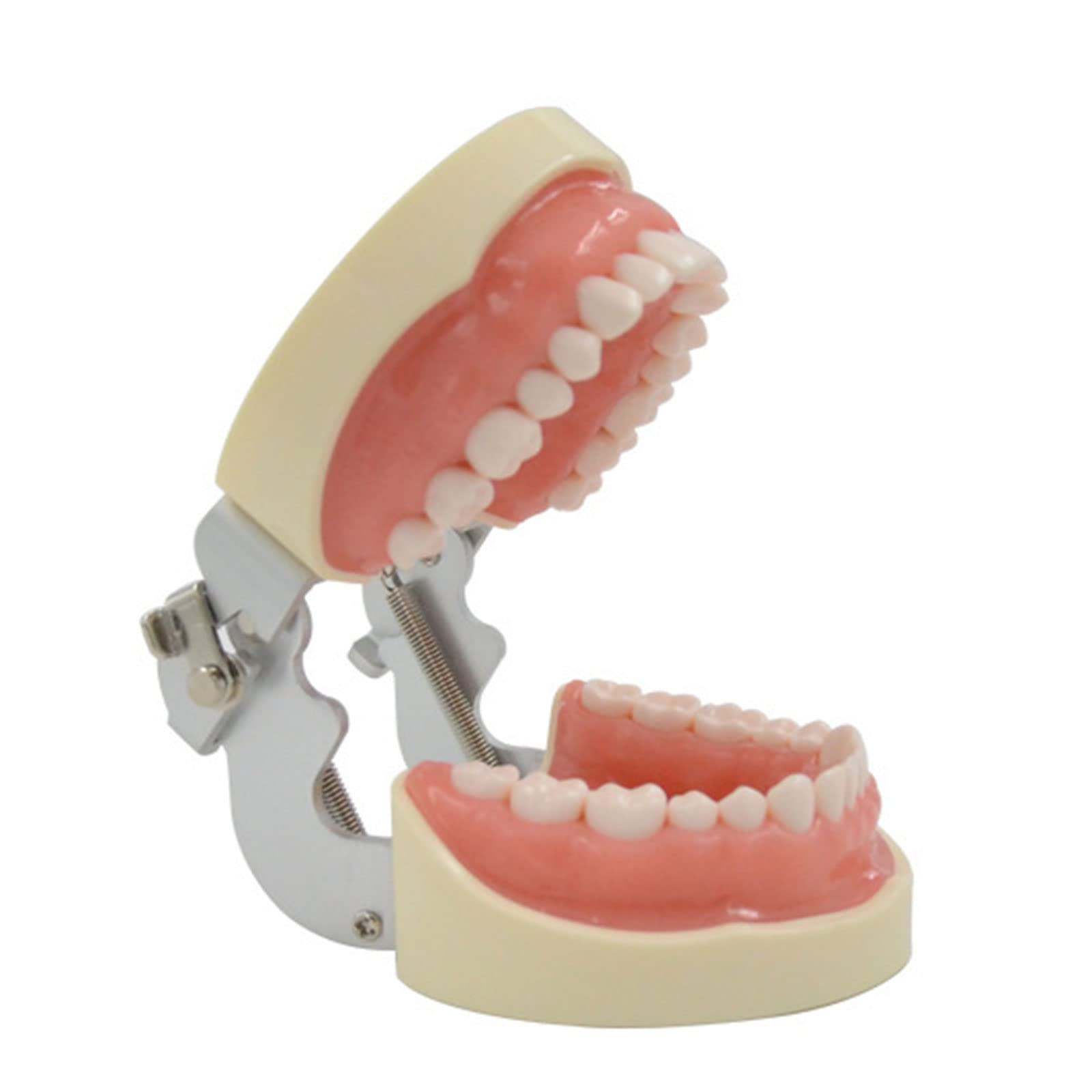 32 Modello dente rimovibile Dentista Impiallacciatura Preparazione dei denti Ortodontico Prodotto per la pratica insegnamento orale per l'insegnamento del modello denti rimovibili