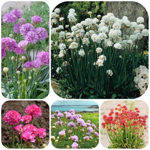 grasnelken, blumenwiese blumensamen garten wildblumensamen exotische steingartenpflanzen bodendecker 300samen