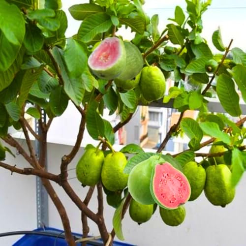 Pink Guava Tree Live Plant, 5 to 9 Inc Tall,