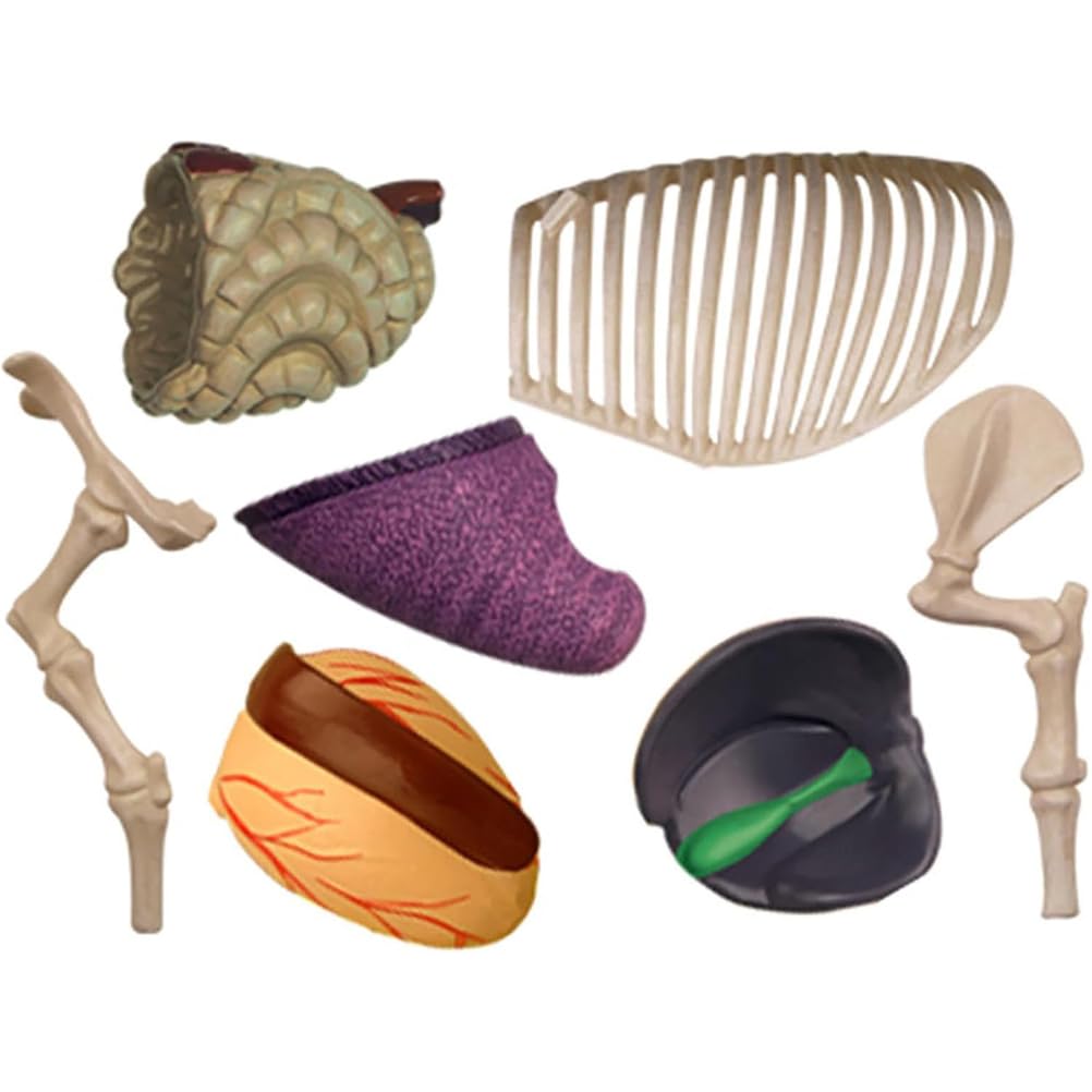 Modello anatomico del maiale 4D - Campione biologico staccabile per formazione veterinaria e dimostrazioni educative, ideale per studenti e professionisti