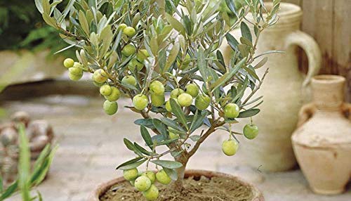Portal Cool 10Pcs Samen Bonsai Zwerg Olivenbaum Gartenpflanze Haus Pot :  Amazon.de: Garten