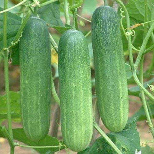 BALAJI TRADING COMPANY Organic Summer Vegetable Seeds | Hybrid F1 Cucumber(Kheera) Seeds For Home & Gardening (B0BDXNPCTN) Amazon Price History, Amazon Price Tracker