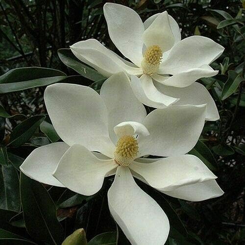 Southern Magnolia Tree Seeds (Magnolia grandiflora) 10+Seeds