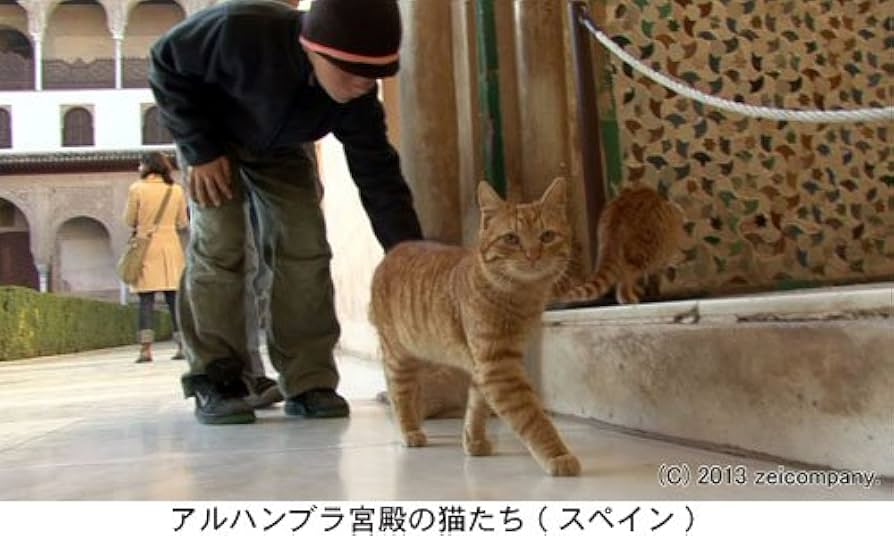 Amazon.co.jp: 地中海・猫たちのクロニクル(Blu-ray Disc) : DVD